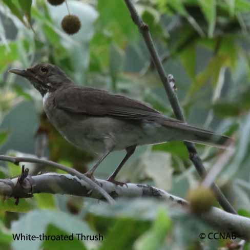 White-throated Thrush