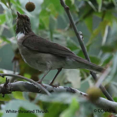 White-throated Thrush