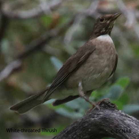 White-throated Thrush