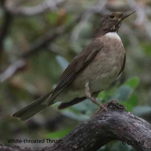 Birds of North America