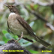 White-throated Thrush