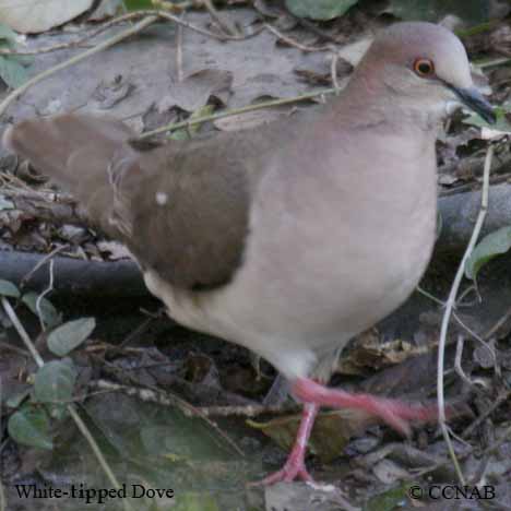 White-tipped Dove