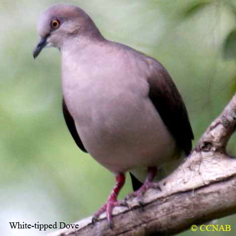 White-tipped Dove