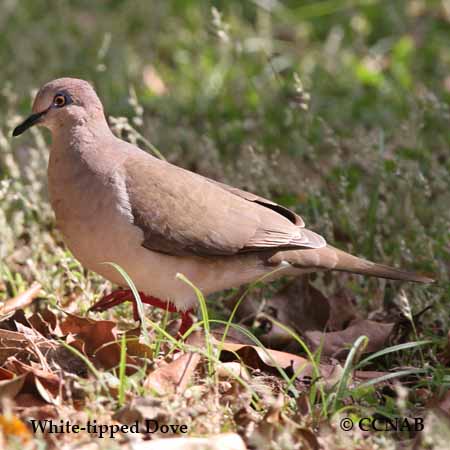 Birds of North America