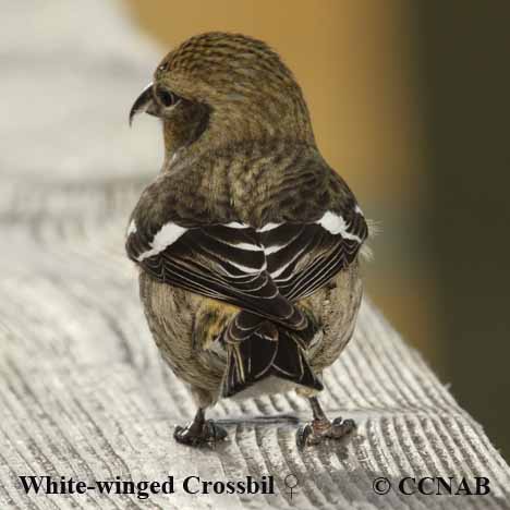 White-winged Crossbill