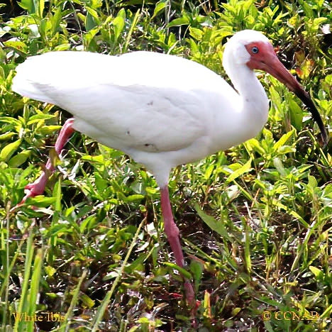 White Ibis