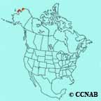 White Wagtail range map