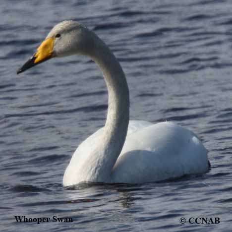 Birds of North America
