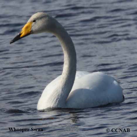 Whooper Swan