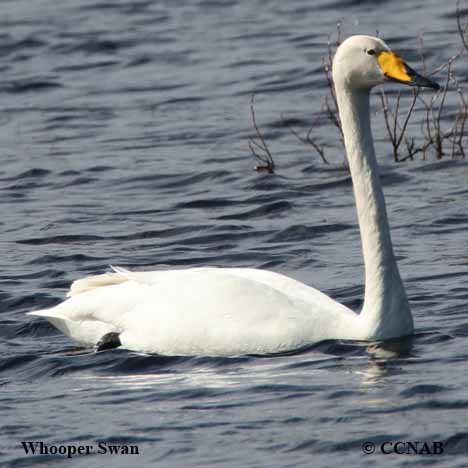 Whooper Swan