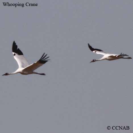 Whooping Crane