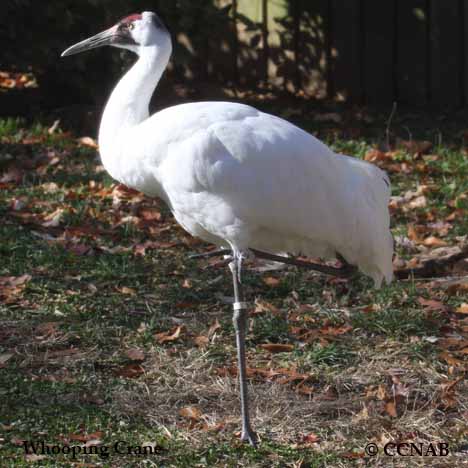 Whooping Crane