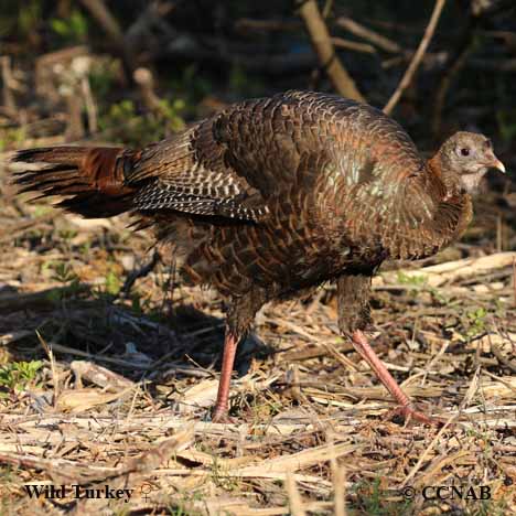 Wild Turkey