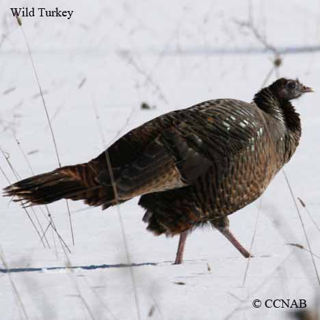 Wild Turkey