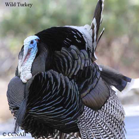 Wild Turkey