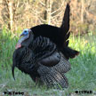 Wild Turkey range map