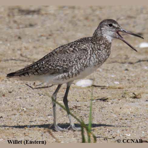 North American Willets
