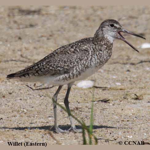 Willet (Eastern) 