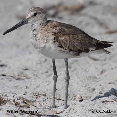 Willet (Western) 