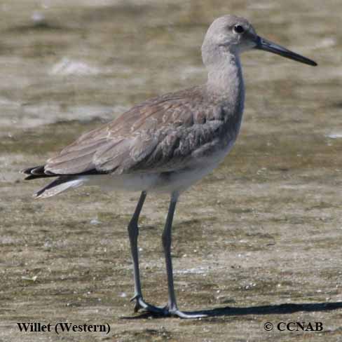 Willet (Western) 