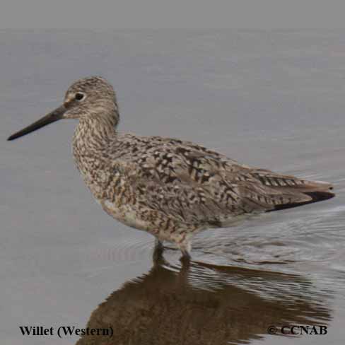 Birds of North America