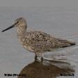 Willet (Western)