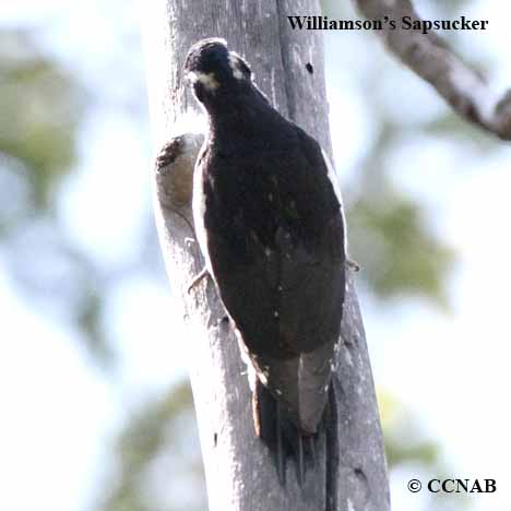 Williamson's Sapsucker