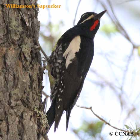 Birds of North America
