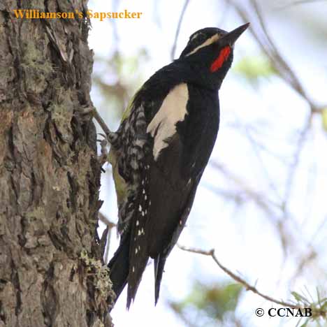 Williamson's Sapsucker