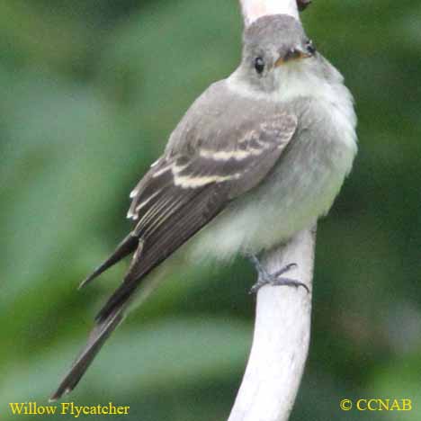 Willow Flycatcher