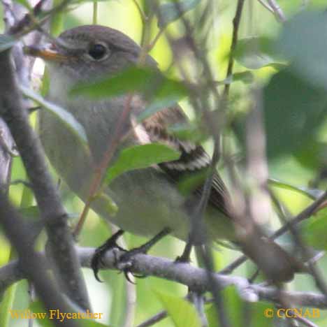 Willow Flycatcher