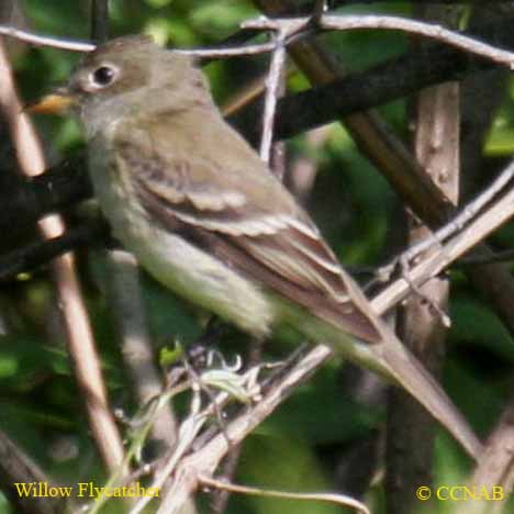 North American Birds songs and calls