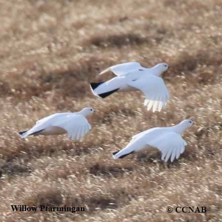 Birds of North America