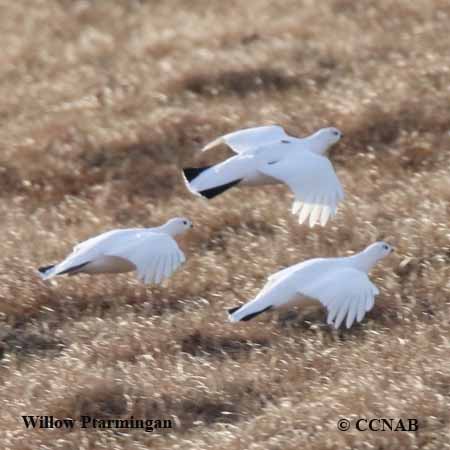 Willow Ptarmigan