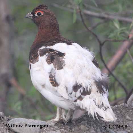 Willow Ptarmigan