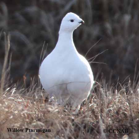 North American Ptarmigans