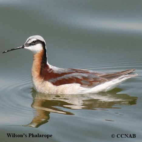 Birds of North America