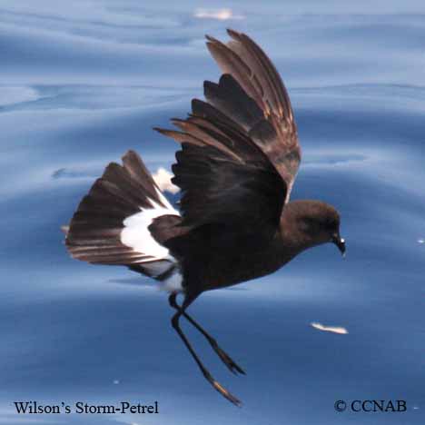 Wilson-s_Snipe