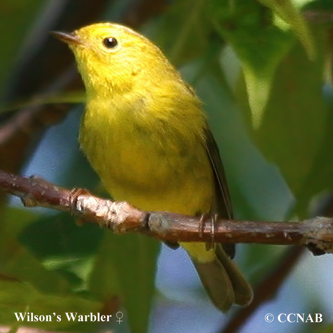 Wilson's Warbler