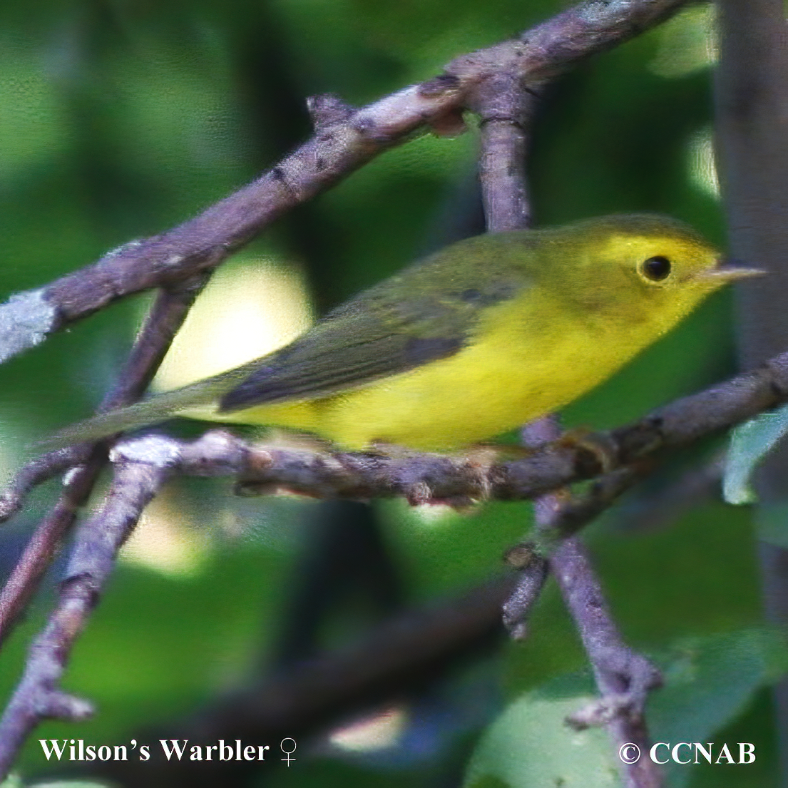 Wilson's Warbler