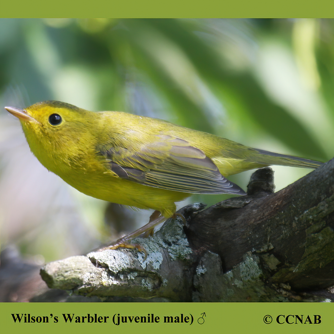 Wilson's Warbler