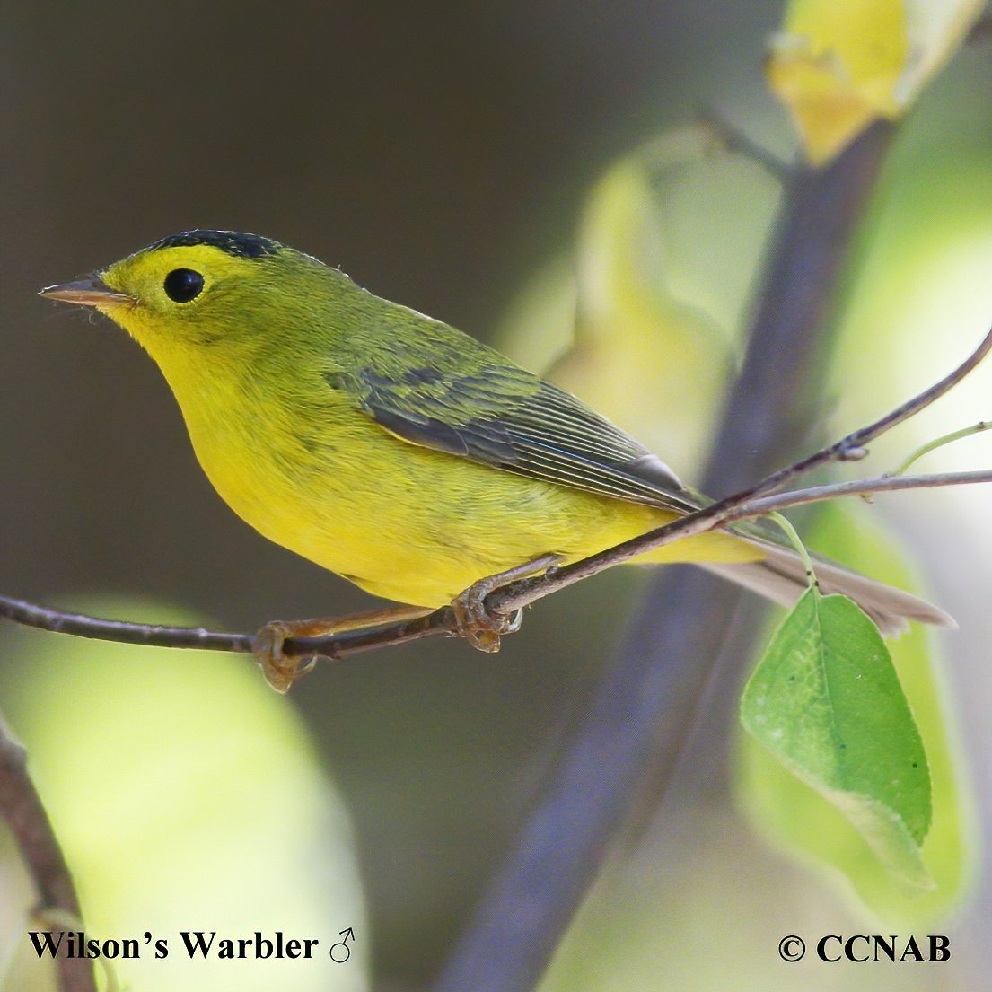 Wilson's Warbler