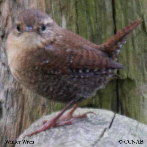 Winter Wren