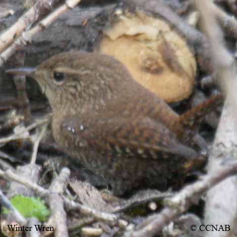 Winter Wren