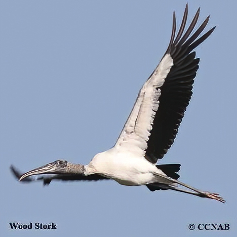 Wood Stork