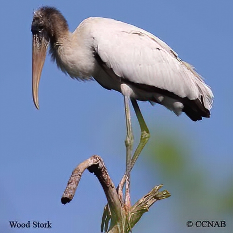 Wood Stork