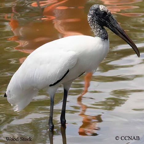 Birds of North America