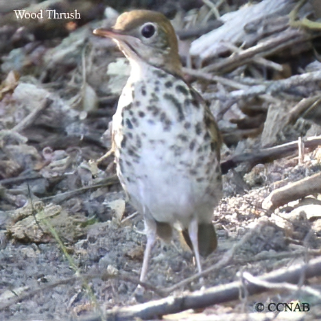 Wood Thrush