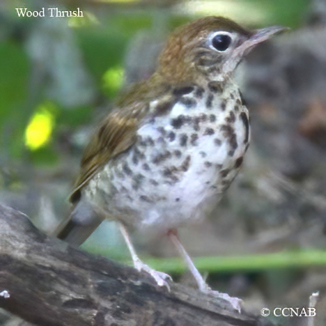 Wood Thrush