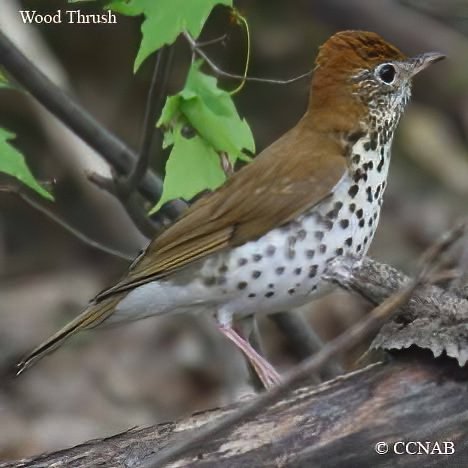 Birds of North America